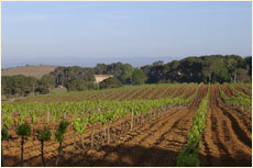 The wines AOP Coteaux du Languedoc of Chteau La Vernde in Nissan lez Ensrune